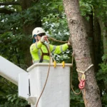 The Role of an Arborist in Landscaping and Tree Care