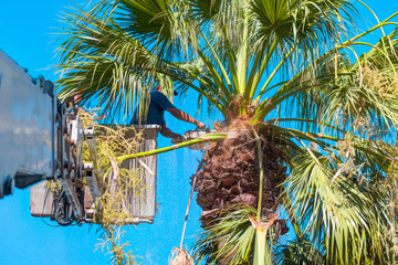 Palm Tree Removal – What You Need to Know