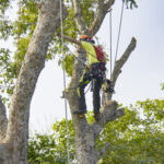 The Benefits of Hiring a Tree Service