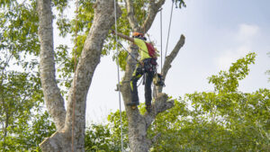 tree service