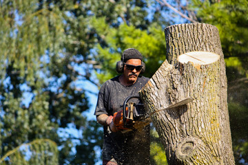 How to Find a Reputable Tree Service