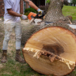 What You Need to Know About Tree Removal
