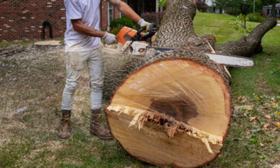 tree service