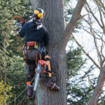Things to Consider When Hiring a Tree Removal Service