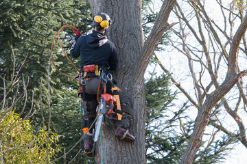 Tree Services