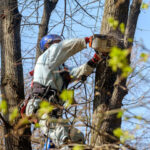 Why Tree Trimming Is Important to the Health and Longevity of Your Landscape