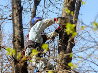 Tree Services