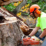 Things to Consider Before Hiring a Tree Removal Service