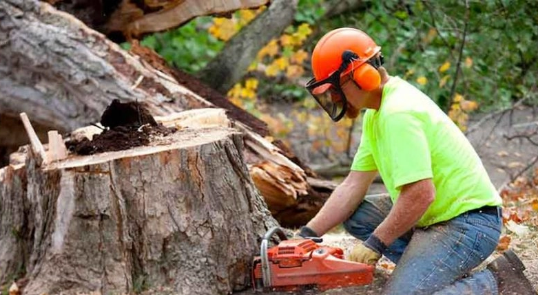 Things to Consider Before Hiring a Tree Removal Service